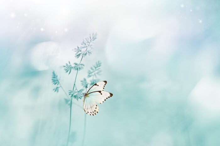 蝶のスピリチュアルな意味とは？白い蝶は特に霊的な存在？