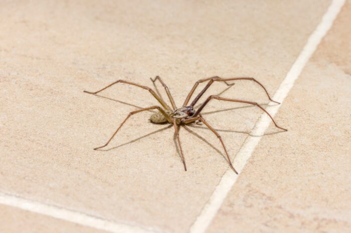 玄関に蜘蛛がいるスピリチュアルな意味
