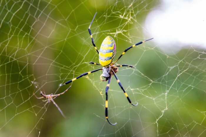 大きい蜘蛛や白い蜘蛛など大きさや数、色別の蜘蛛のスピリチュアルな意味